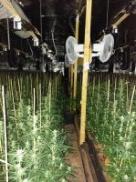 Politie ontdekt grote cannabisplantage in Beverlo